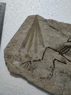 kikker en bladeren - Gefossiliseerd dier - Genibatrachus -