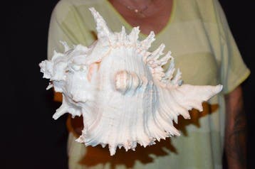 Escargot de mer Coquillage marin - S-498 CHICOREUS RAMOSUS