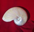 Nautile Coquillage marin - Nautilus pompilius (Sans prix de