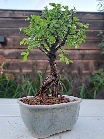 Chinese iep bonsai (Ulmus parviflora) - Hoogte (boom): 18 cm