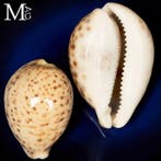 Couleur rare - Pour les collectionneurs - Cypraea Tigris