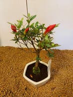 Azalea bonsai (Rhododendron) - Hoogte (boom): 22 cm - Diepte