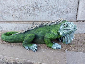 Beeld, sculpture in beautiful of a rock Iguana - 34 cm -