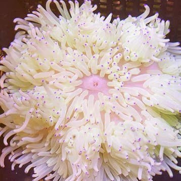 Heteractis Malu Wit / Blauwe tips, Dieren en Toebehoren