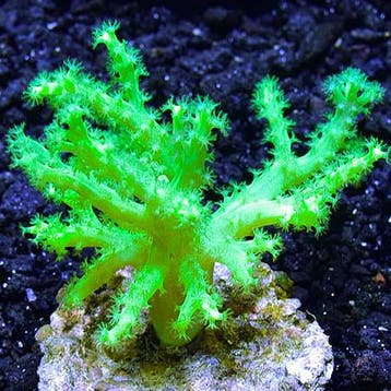 Sinularia Asterolobata (Vingerleder Koraal) Ultra Groen L (O, Animaux & Accessoires