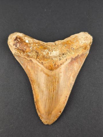 Mégalodon - Dent fossile - 9 cm