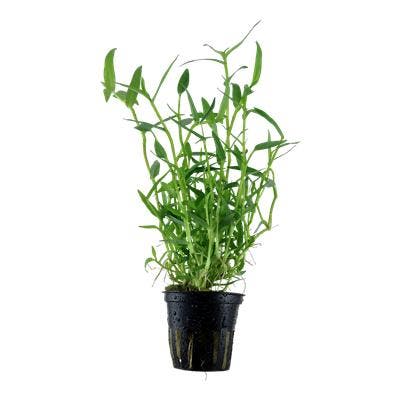 Murdannia Keisak, Animaux & Accessoires, Poissons | Aquariums & Accessoires, Envoi
