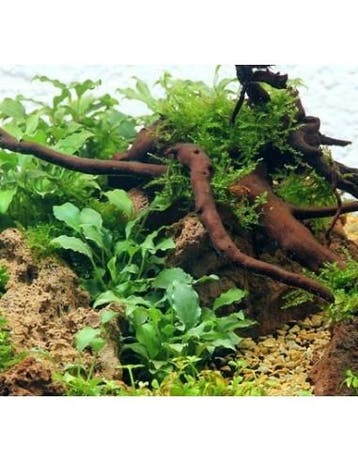 Tropica Schismatoglottis prietoi lIMITED EDITION - In Vitro, Dieren en Toebehoren, Verzenden, Nieuw