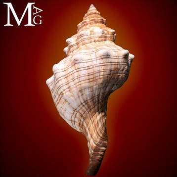 Trapezium Paardenconus zeeschelp - Hoogte: 190 mm - Breedte:, Nieuw