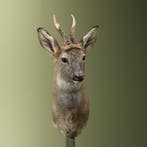 Reebok Wintervacht Taxidermie Opgezette Dieren By Max, Ophalen of Verzenden, Opgezet dier