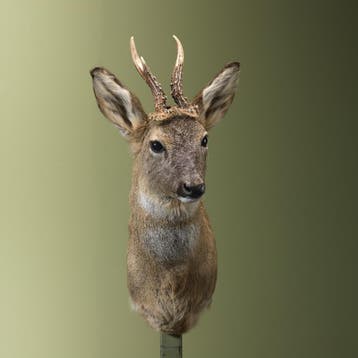 Reebok Wintervacht Taxidermie Opgezette Dieren By Max, Ophalen of Verzenden, Opgezet dier