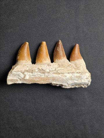 Mosasaurus - Fossiele tand - Mosasaur jaw from Morocco