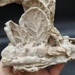 Feuilles dans le travertin - Plante fossilisée