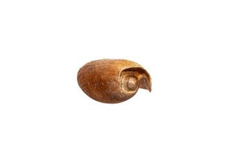 Presse à balles géante ou coque de bateau Squelette -