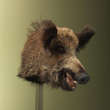 Wild Zwijn Middel Taxidermie Opgezette Dieren By Max, Ophalen of Verzenden, Nieuw, Wild dier, Opgezet dier