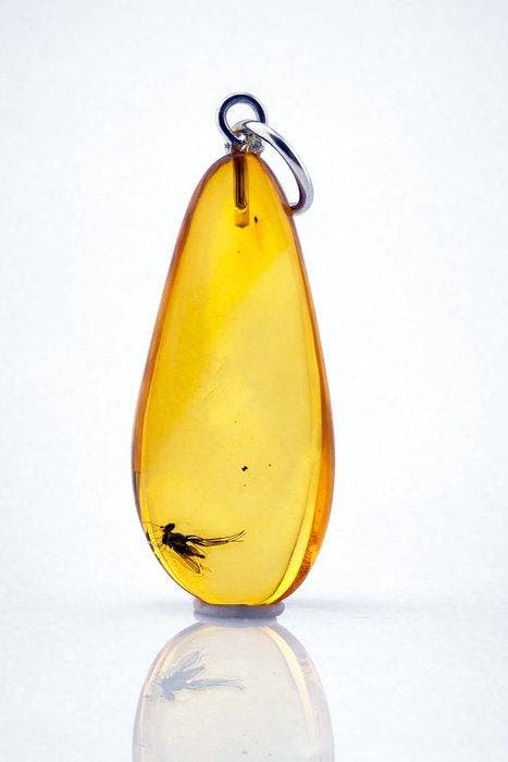 Warme tint Baltisch amber – Kleine vlieg met slanke poten –, Antiquités & Art, Curiosités & Brocante