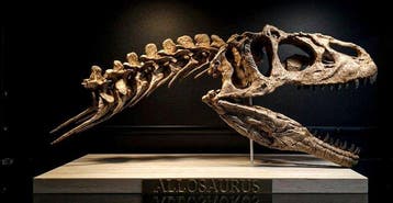 Replica Allosaurus 43 cm - Fossiele schedel, Verzamelen