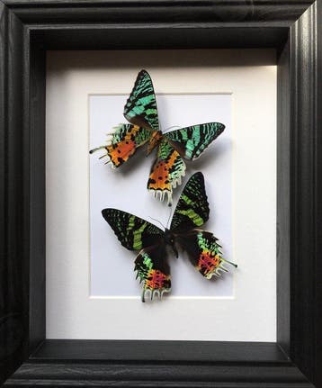 Papillon de nuit Support de corps entier pour taxidermie -