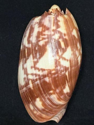 Escargot de mer Coquillage marin - S-589 MELO AMPHORA (Sans