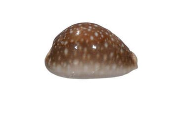 Pacifische koraalslak: Cypraea vitellus (70 mm) –, Nieuw