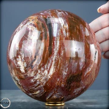 Natuurlijk versteend hout als bol – Intense houtnering in, Verzamelen, Mineralen en Fossielen