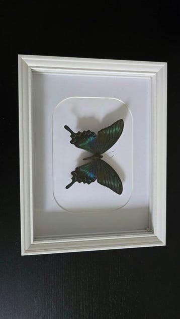 Papillon Support de corps entier pour taxidermie - Papilio
