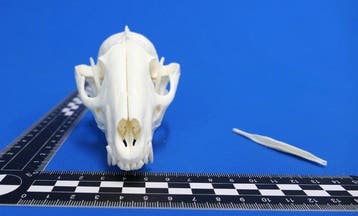Wasbeerhond Schedel - Nyctereutes procyonoides - 6.5 cm - 7, Verzamelen, Dierenverzamelingen, Nieuw