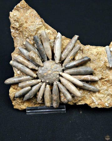 Zee-egel - Gefossiliseerd dier - Asterocidaris bistriata, Verzamelen