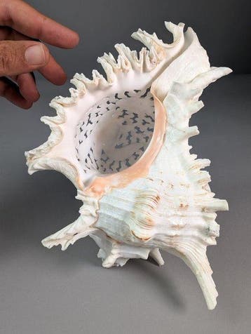 Handgesneden Ramose Murex-schelp – onderwatertafereel met, Nieuw