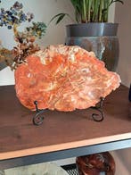 Fossiel hout - Gefossiliseerd hout - 20 cm - 12.5 cm (Zonder