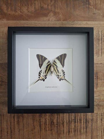 Insecte Support mural pour taxidermie - Rhinocypha