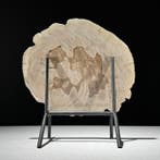 Magnifique tranche de bois pétrifié sur un socle