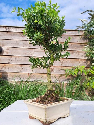 ilex bonsai (japanse hulst) - Hoogte (boom): 30 cm - Diepte
