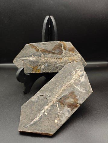 Gefossiliseerd dier - salamander - 13 cm (Zonder