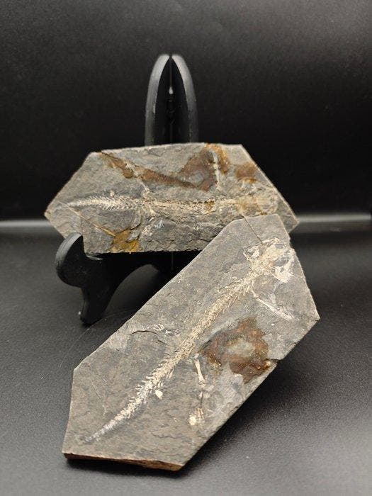 Gefossiliseerd dier - salamander - 13 cm (Zonder, Verzamelen, Mineralen en Fossielen