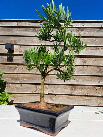 Boeddha-den bonsai (Podocarpus macrophyllus) - Hoogte