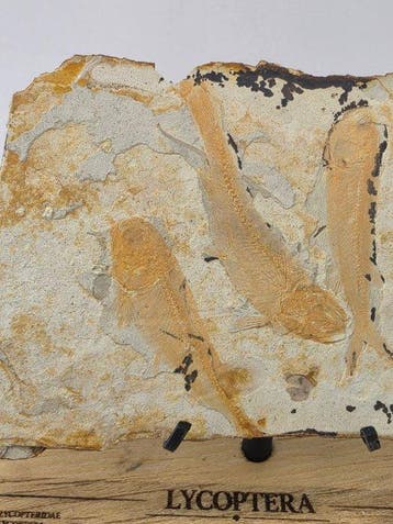 Vis - Gefossiliseerd dier - Fossil Fish Plate – Multiple