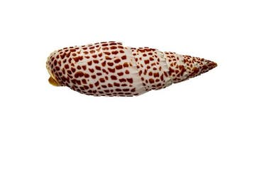 Magnifique mitre épiscopale - escargot de collection
