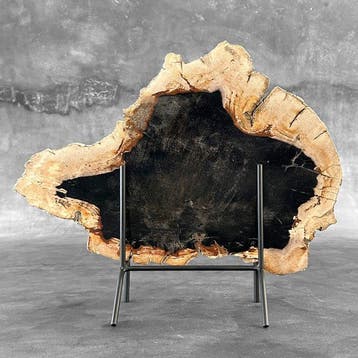 C - Tranche spectaculaire de bois pétrifié sur un socle