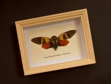 Cicade Taxidermie volledige montage - Angamiana floridula -, Antiek en Kunst