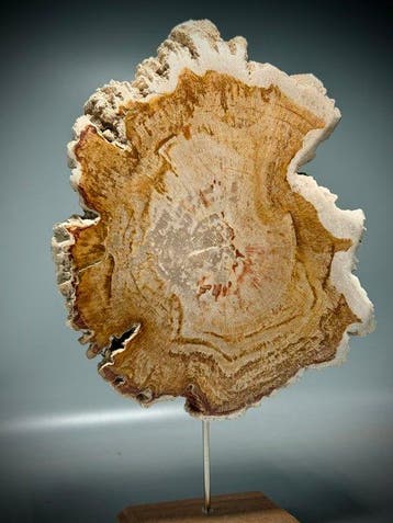 Grote gepolijste versteende houtsectie - Gefossiliseerd hout