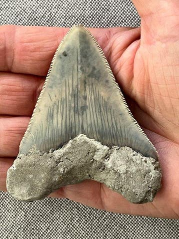 Megalodon-tand 8,3 cm - Fossiele tand - Carcharocles, Collections