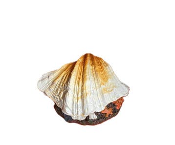 Schelp met luchtaansluiting oranje OS-152 - aquarium decorat, Ophalen of Verzenden, Nieuw