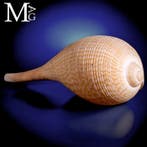 Elegant en gracieus - Prachtige mariene schelp - Ficus, Collections, Minéraux & Fossiles