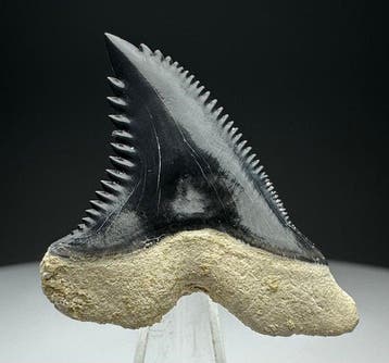 Hemipristis serra - Fossiele tand - 3.5 cm - 3 cm, Verzamelen