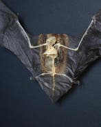 Vleermuis Taxidermie volledige montage - Pipistrellus