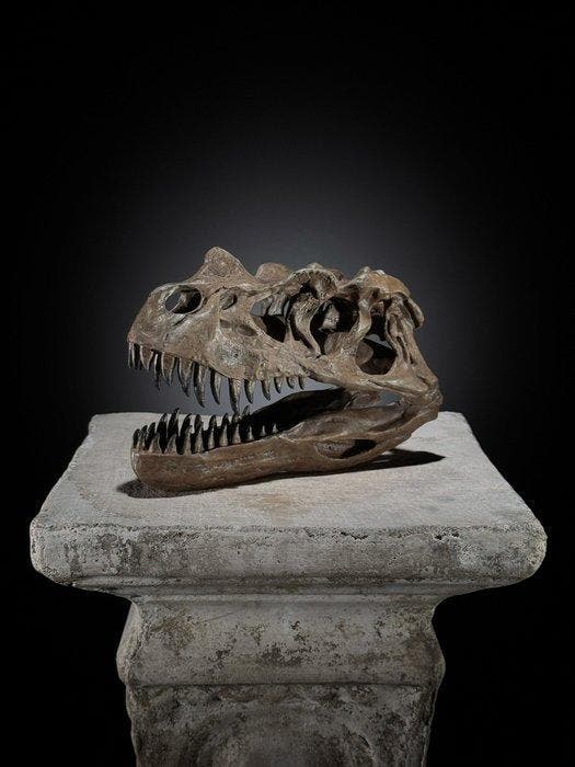 GEEN RESERVEPRIJS - Een replica van een dinosaurus-schedel -, Collections, Minéraux & Fossiles