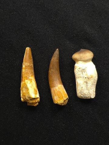 Fossiele tand - Lot of 3 Teeth - 1 Spinosaurus aegyptiacus 1