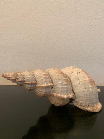 Conque Coquillage marin - Charonia Tritonis 22cm (Sans prix, Antiek en Kunst