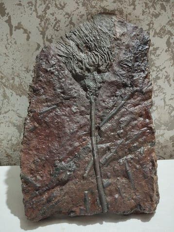 Crinoide - Gefossiliseerd dier - 32.5 cm - 18.5 cm